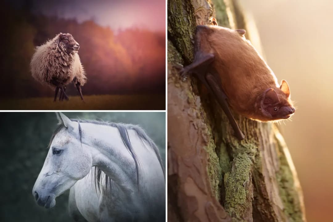 Ile zarabia fotograf zwierzęcy? Zaskakujące fakty o dochodach